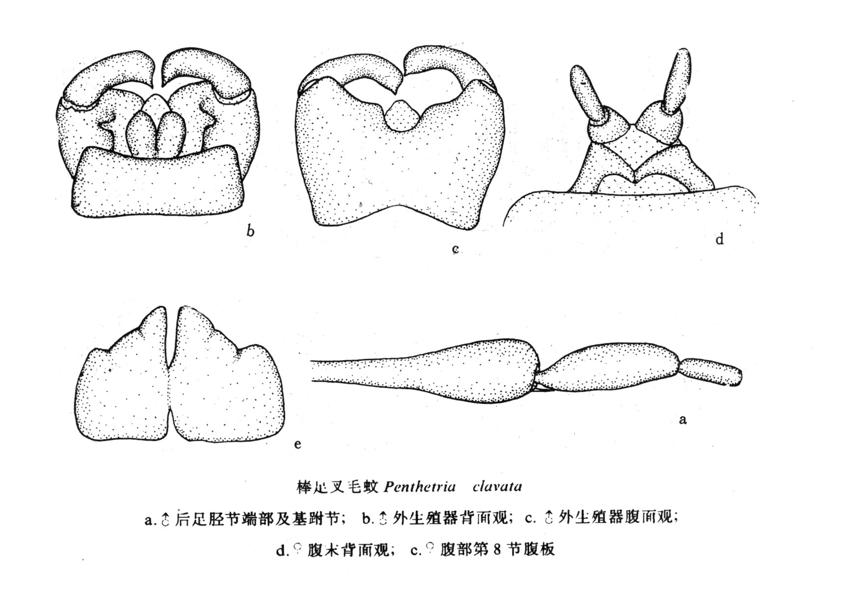 棒足叉毛蚊