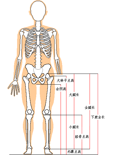 下肢全長(下肢長)