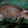 澳洲短頸龜