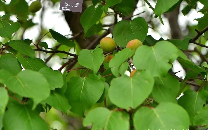 山杏烏蘭浩特查爾森群體8號