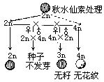 無籽西瓜(二倍體跟誘變產生的四倍體雜交而成的西瓜)