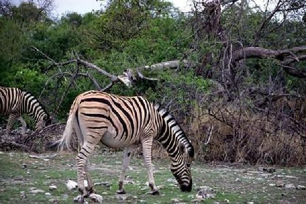 賈河動物保護區