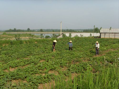 堯嶺村