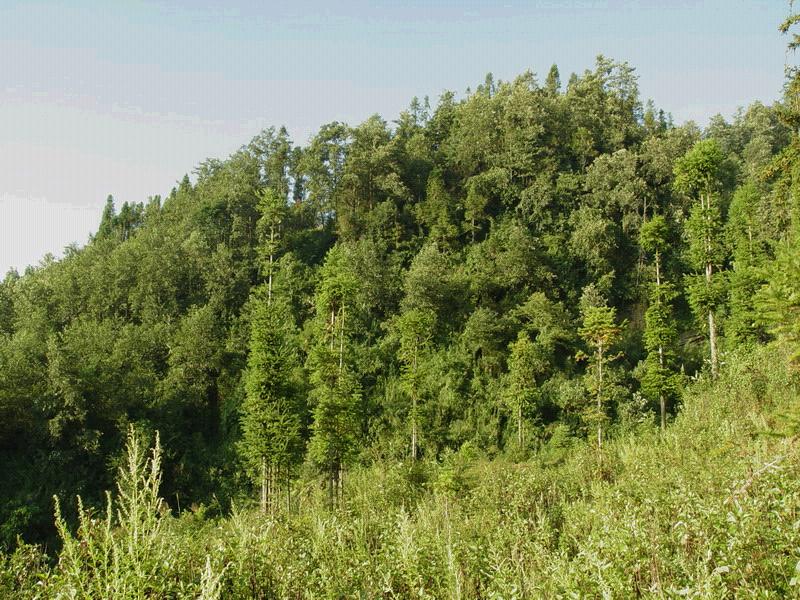 植樹造林,綠化家鄉