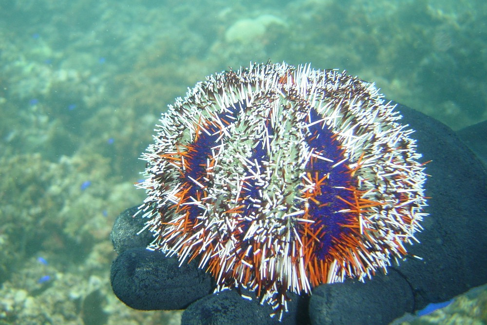 白棘三列海膽