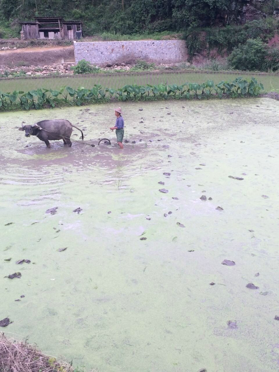 楓溪村