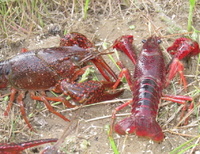 生物侵略者