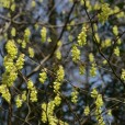 蠟瓣花(臘瓣花（臘瓣花）)