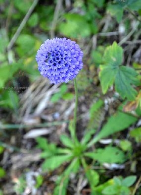 立花頭序報春