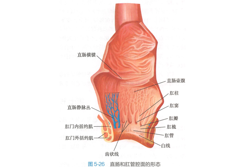 白線(肛梳下緣一不甚明顯的環行線)