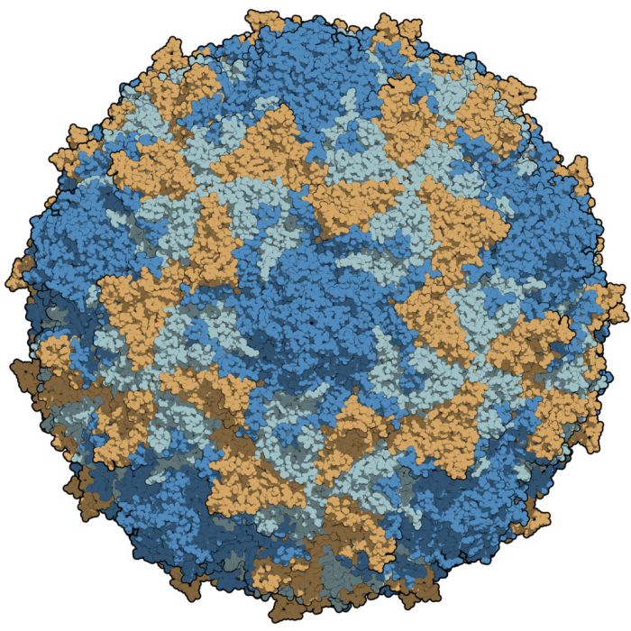 脊髓灰質炎病毒(poliovirus)