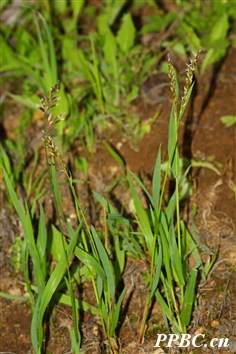 藏黃花茅