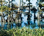 落羽杉(Taxodium distichum)