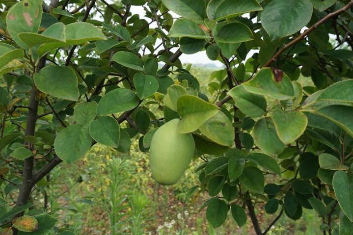 木瓜菏澤2號