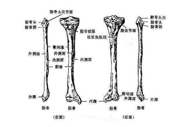 脛骨(shinbone)