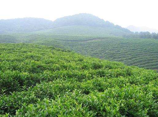 羅村村茶園