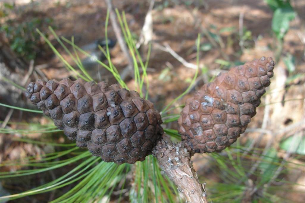 思茅松鎮沅家系03號