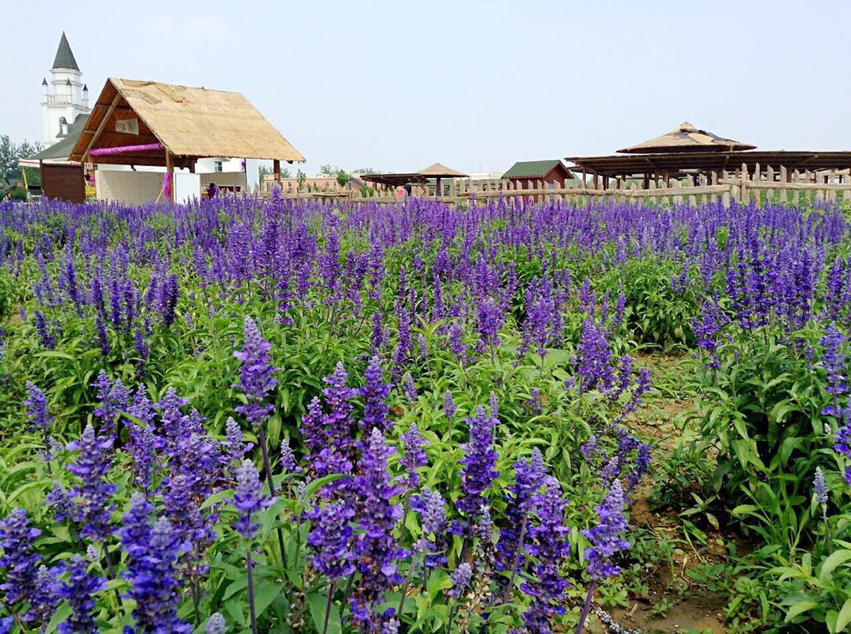 薰衣草莊園(大連紫雲花汐薰衣草莊園)