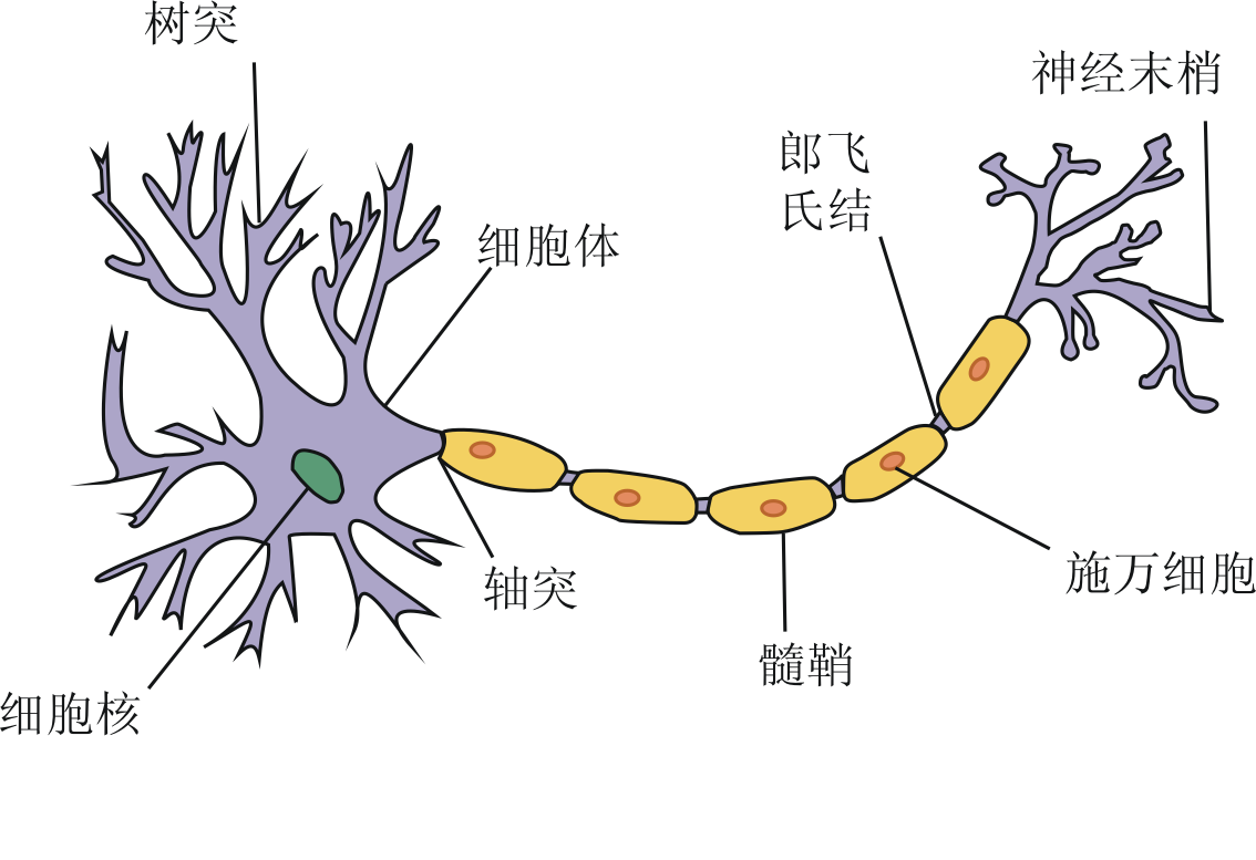 樹突和軸突