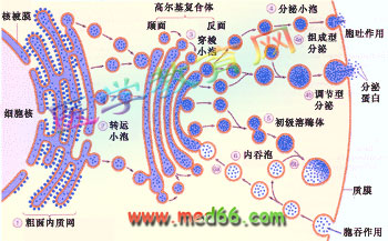 分泌小泡