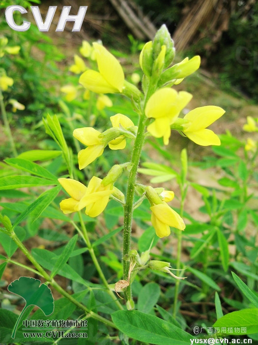 霍州油菜