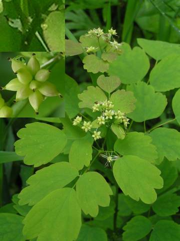 長柱貝加爾唐松草（變種）