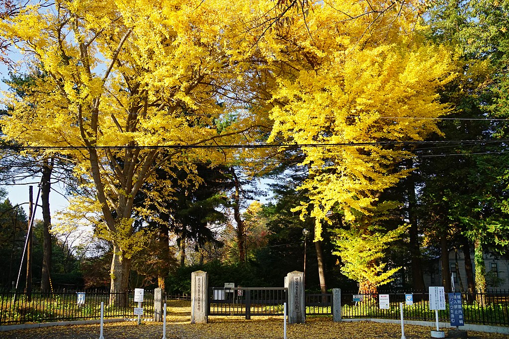 岩手大學