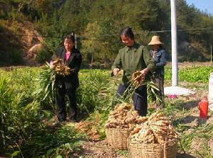 生薑種植