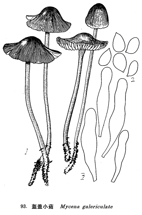 盔蓋小菇