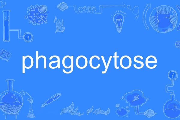 phagocytose