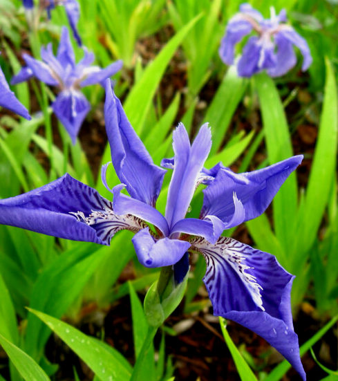 小扁草(中藥)