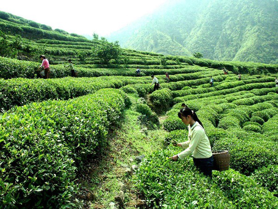 淳安大方茶