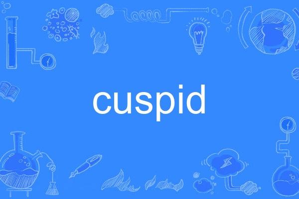 cuspid