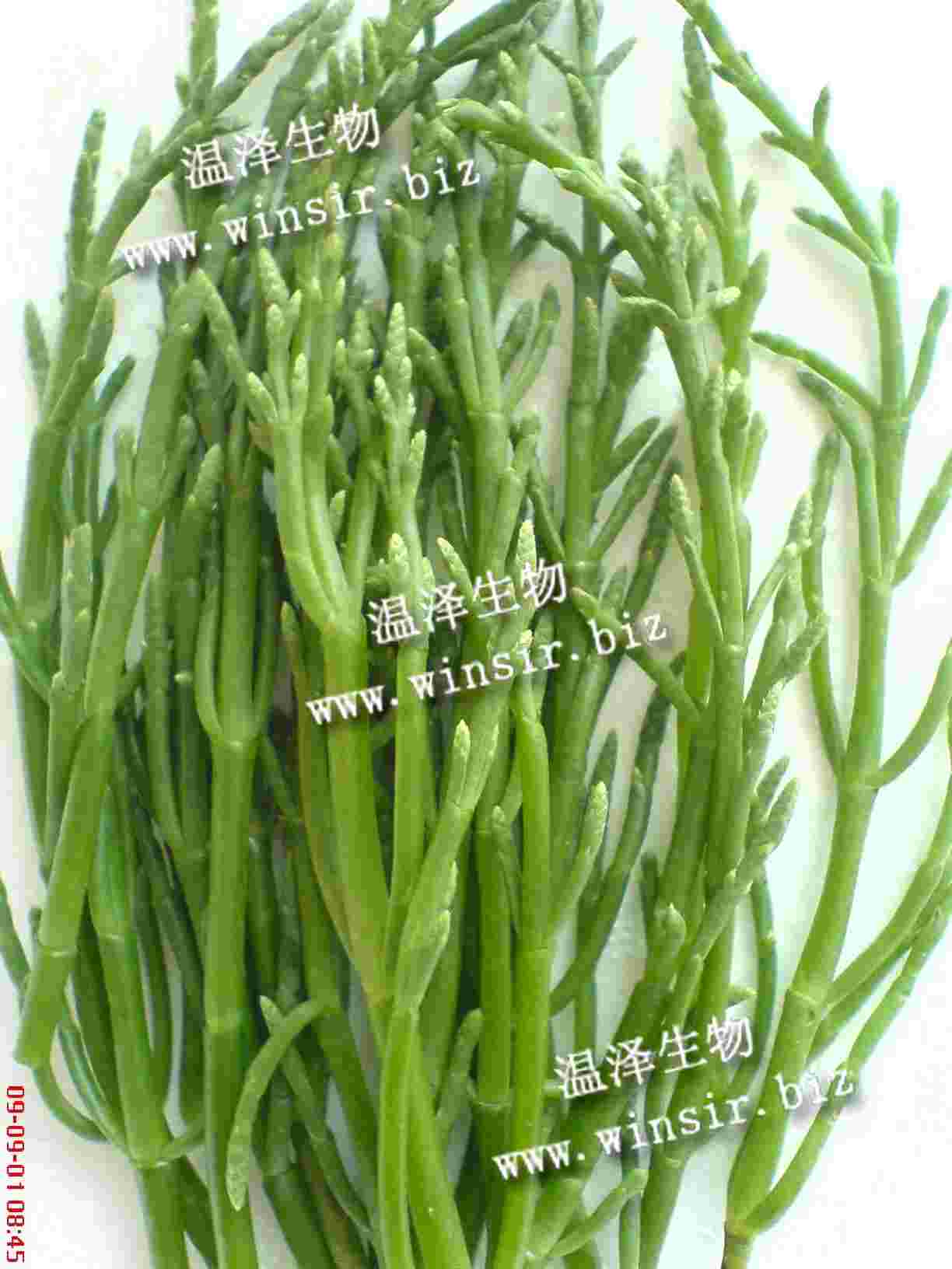 西洋海筍(Sea Asparagus)