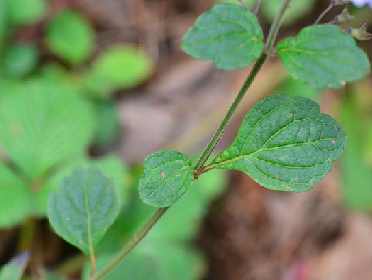 腺花香茶菜(中藥名)