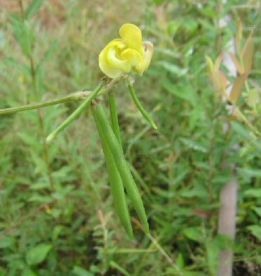 賊小豆(山綠豆)