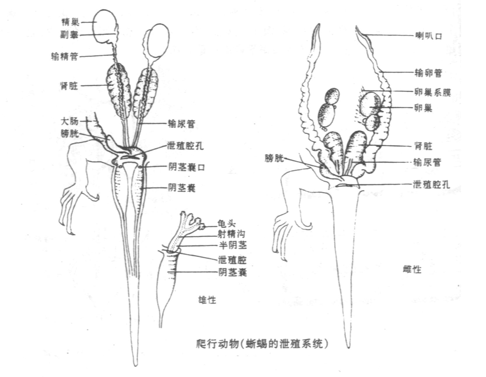 叉腎半線蚓