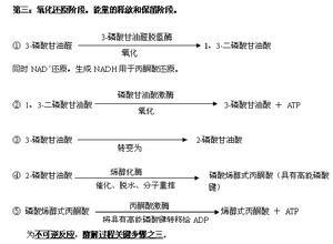 無氧代謝