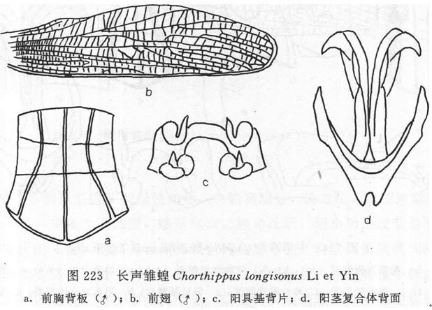 長聲雛蝗