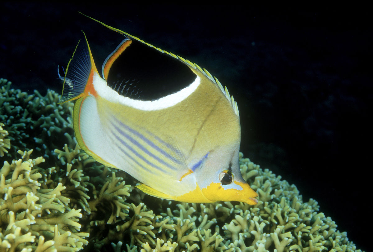 鞍斑蝴蝶魚