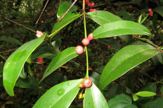 雙花鞘花