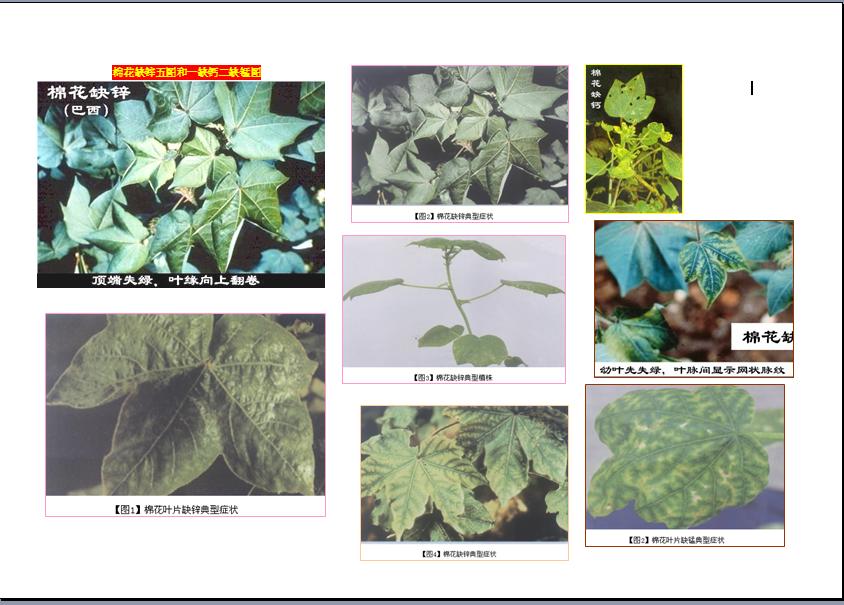 棉花缺鋅5圖及缺鈣和缺錳