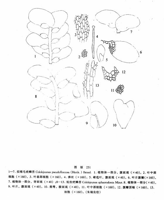 短齒疣鱗苔