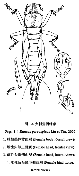 少刺荒棲蟋螽