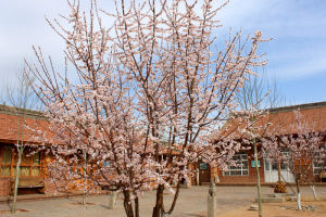 黃河古鎮院落