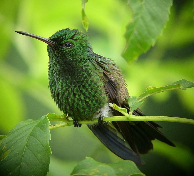 銅色腰蜂鳥