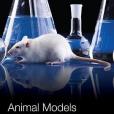 Animal Models