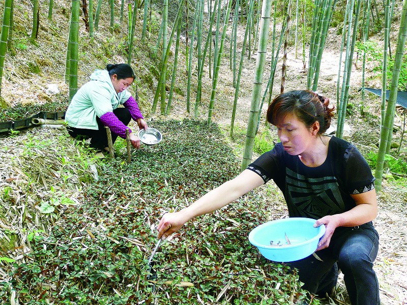 圖4 永安林下套種金線蓮