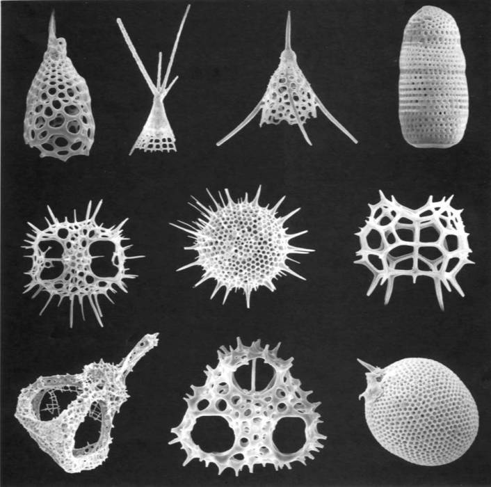 骨針(微生物身體部分)