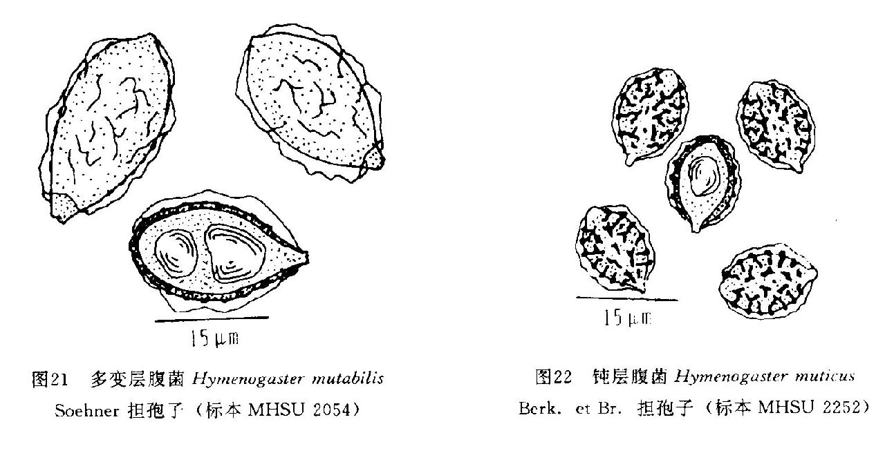 多變層腹菌